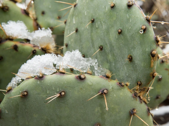 snow on a cactus