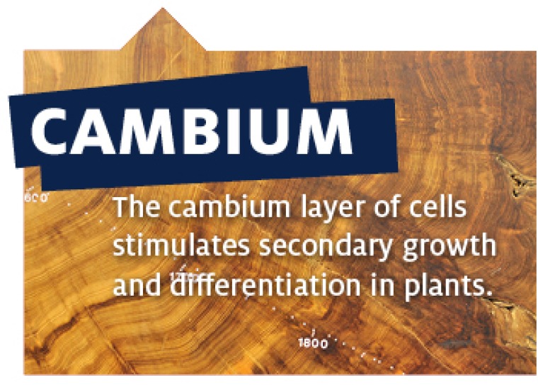 Cambium Definition