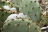 snow on a cactus